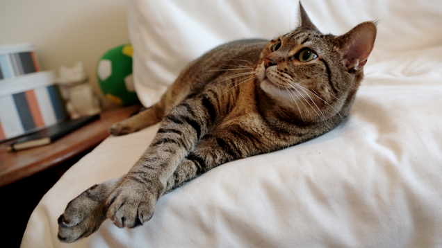 Illustration for article titled I Played Music for a Cat. Here's How the Cat Reacted.